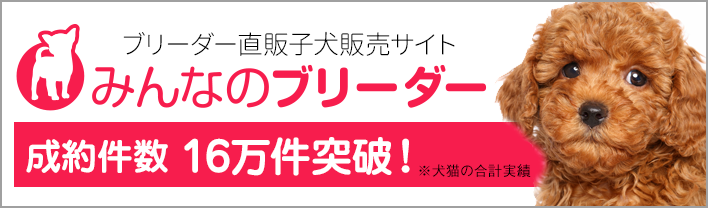 福島県でおすすめのプチブラバンソンのブリーダー紹介記事 みんなの犬図鑑